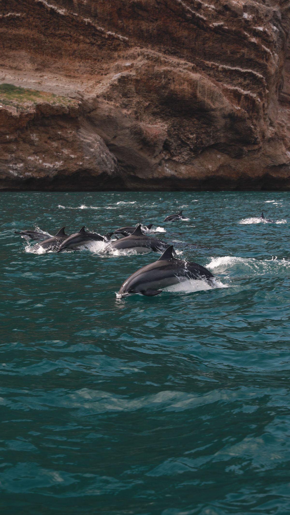 Avistamiento de delfines